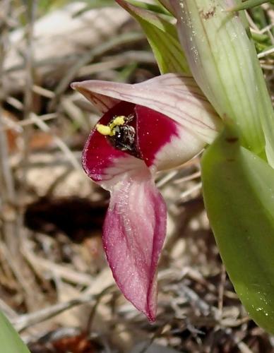 Ceratina cucurbitina